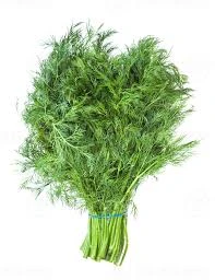 GREEN DILL