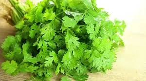 GREEN CORIANDER