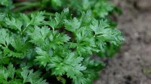 GREEN PARSLEY
