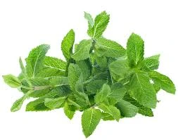 GREEN MINT