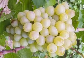 GRAPE AG IMPORT KQ