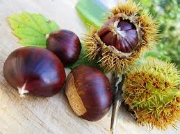 CHESTNUT KQ